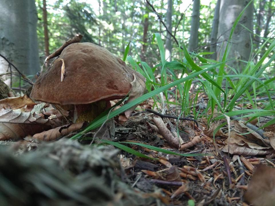 Babia Chata Zawoja Eksteriør bilde